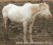 http://www.pferdewissen.ch/bilder/albino.jpg