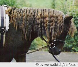 © by Anna Veraguth www.dbi.ch/tierfotos