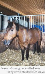 Pferd in grosser Box