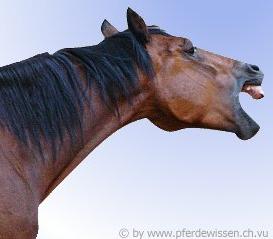 Was tut dieses Pferd?