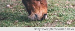 Mit Lippen und Zähnen rupft das Pferd das kurze Gras ab