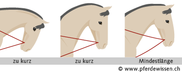 Länge des Hilfszügel (55K)