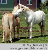 © My_Norweger www.gegen-bilderklau.de