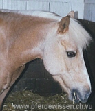 Palomino