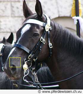 quizbildratenlsg (13K)