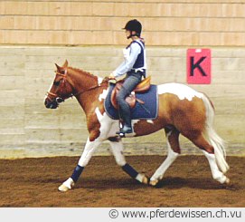 In welcher Gangart geht dieses Pferd? (20K)