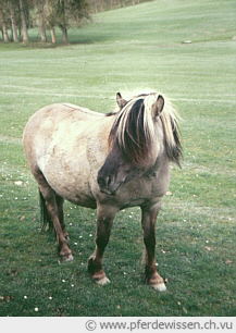 Konik in einem Tierpark