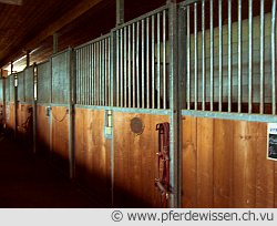 Wie hell muss ein Stall sein? (16K)