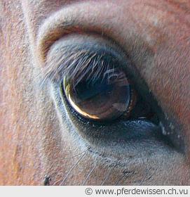 Wie sehen Pferde? (17K)