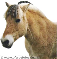 Fjordpferd (14K)