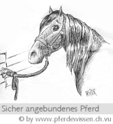 Angebundenes Pony