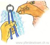 Der Adler und das Wasser