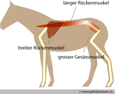 Bodenarbeit Pferd Rückenmuskulatur