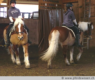 Pferd Verwirft Sich